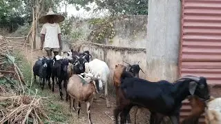 Black Bengal Bana Bantam | Ganjam Bana Alpine | Gehna Cow | Odisha Vlog.
