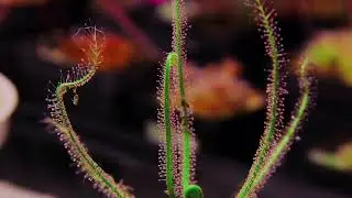 14 hrs in 25 seconds, Drosera Indica Growth and Trapping.