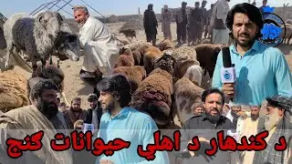 د کندهار د ډنډ ولسوالۍ د اهلي حيواناتو ګنج(خريد / فروش)
