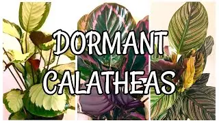 CALATHEA PLANTS WINTER UPDATE | Myra Murison