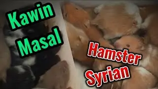 Hamster Kawin l Hamster Syrian Kawin Masal