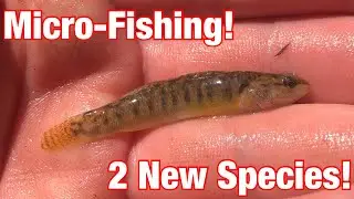 MICRO-Fishing Tiny Stream In South Central Pennsylvania!! ( 2 NEW SPECIES!!)