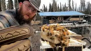 Alaskan Viking Homestead Season 4 : episode 1 The Bees!