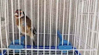 Pesma &scaron;tiglića 010/24 World Championship in Goldfinch Song #cardueliscarduelis #jilguero #carduelis
