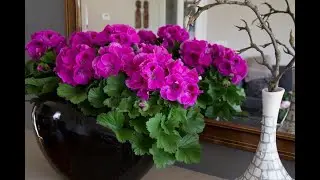 Королевская пеларгония , добились вегетативной массы и бутонизации.
