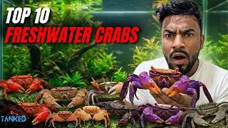 The Ultimate Top 10 Freshwater Crabs | TANKED IND | @tanked_ind