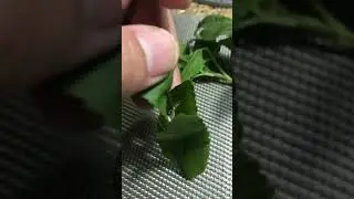 Garapitik