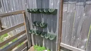 Small Space, Big Harvest: Zone 9b Container Garden Tour | Spring 2025 Garden Setup