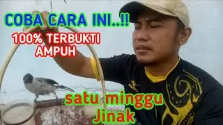 Cara menjinakan Kutilang muda hutan dengan cepat