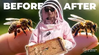 Andermatt Educational IPM Product Seminar | Worker & Hive