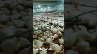 now video Alhamdulillah day 45 #poultryform #live #youtubeshorts #youtubechannel #shorts #subscribe