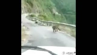 Beautiful tiger spotted on the road and suddenly start running to hide himself |#shorts
