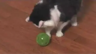 PetSafe SlimCat Interactive Cat Feeder Ball