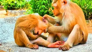So Sweet Mama ROZY grooming her baby Rockstar lovingly, massaging, comforting him so good looking..