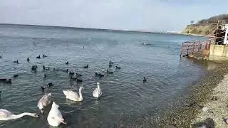 Анапа продолжает радовать теплом! Лебеди на пляже Высокий Берег. 29 января 2026. 14.00