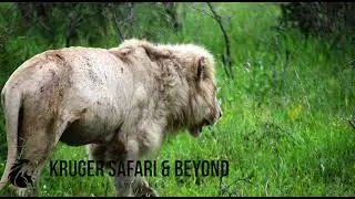 NEWS ABOUT CASPER THE WHITE LION! Mfowethu And Young Male Lion, With Him! Casper, The Lion Hidden!
