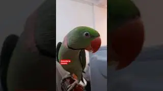 #ourpet #parrot ❤️                                       #srilanka.