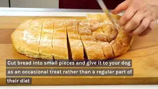 Can Dogs Eat Bread? All You Need To Know