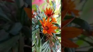 Onset of winters..#Retrieving Blossoms...😍😍😍🏵️🏵️🏵️🏵️🪵🏞️🌬️