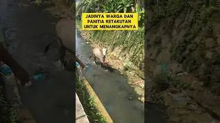 momen lucu ketika sapi kurban lepas lari ke sungai bikin ngakak ‼️ ‼️ ‼️#ngakak #lucu #sapi #kurban