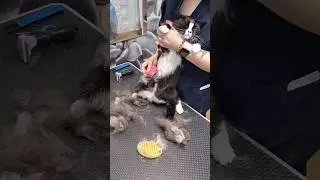 экспресс линька кошки / express molting for cat #cat #kitty #groomi #grooming #catgrooming #catlover