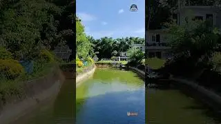 Rahu Naini Live Fish.. #shorts #viral #business #fishcutting