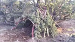 Desert Survival Shelter - Improvised Juniper Tree Survival Shelter