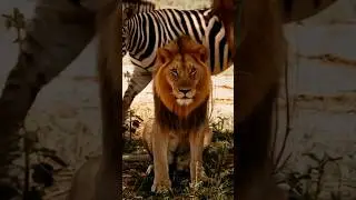 &ldquo;Where the wild still rules.&rdquo; 🦁🐯🐺 #ytshorts  #wildlife #forest #lion #new