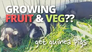 Growing Fruit & Veg? Get Some Guinea Pigs