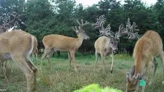 Oak Creek Whitetail Ranch Yearling Bone Cam (ep.8, 7-30-2022)