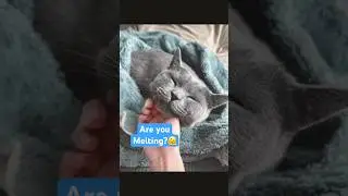❤️melting Kitten smiles! 🥹 #cat #catshorts #cutecat #viral