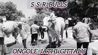 SSR BULLS ongole jathi gittalu power full gittalu