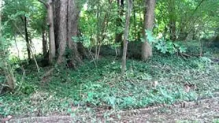 Some Progress Cutting Back The Overgrown Honeysuckle