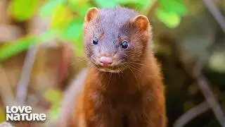 Abandoned Mink Found on Store Shelf | City Wildlife Rescue 103+104