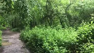 A walk round swithland woods