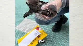 Saving a Helpless Bird One Man&rsquo;s Act of Compassion#animalrescue #rescuestory #rescue #birds