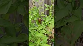 4 Types of Jalape&ntilde;os Grown this Year 🌶🌶 || DHBG