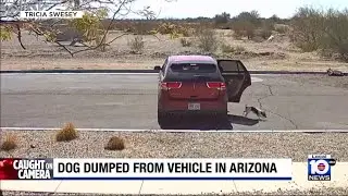 Video shows dog being dumped out of car in Arizona