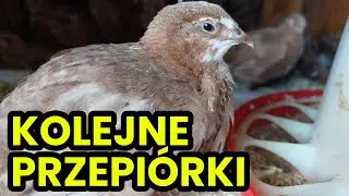 NOWE przepiórki w wolierze! Ile ich mam ⁉️