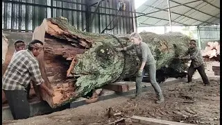 🌳ANTIQUE AMERICAN TREMBESI WOOD ‼️ appears once every 50 years I sawmill🌳