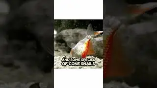 3 Facts About The Cone Snail 😅