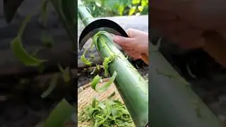 The Hidden Bamboo Layer Turned Into Herbal Super Powder! #shorts #plants #farming
