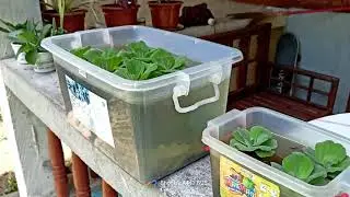 Live Fish in the Tupperware