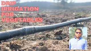 Solar Powered Drip Irrigation System for Vegetables in Ghazi, Pakistan: Wetted Pattern by Drip Irri