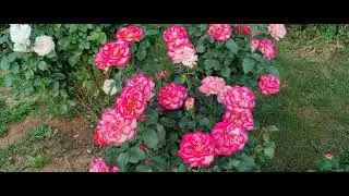 Rose Leo Ferr&eacute;