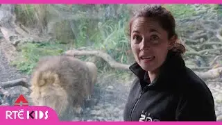 Dublin Zoo Lions | RTÉ After School Hub | @RTÉ Kids