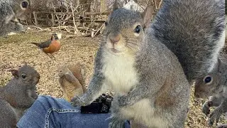 25 Squirrel Moments That Are TOO Funny and Cute