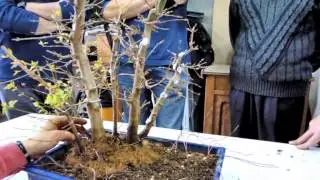 Realizzazione di un bosco Parte 2