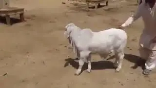 Brahman cow baby | white brahman #shorts #cattlepoint #ytshorts #brahman