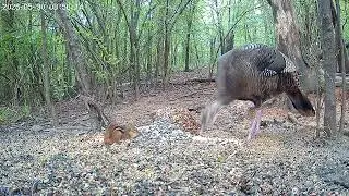 A Turkey and friends enjoying lunch.